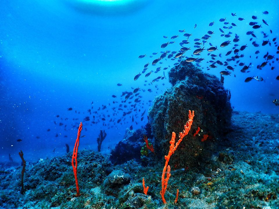 bodrum-dives-gallery