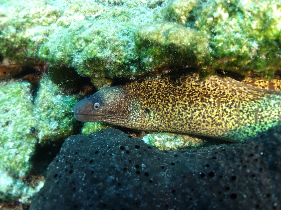 bodrum-underwater-life-gallery-1